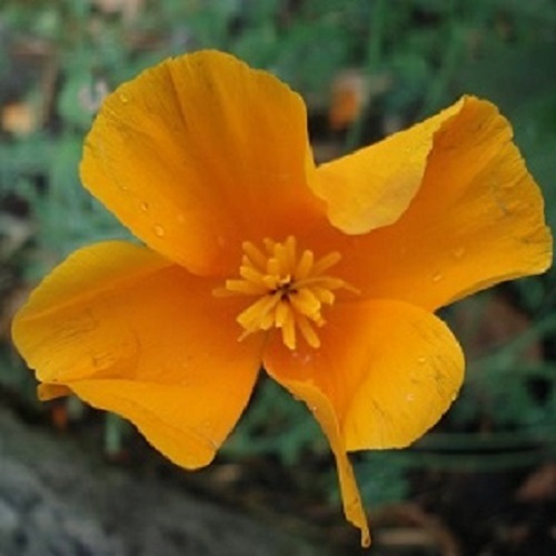 fleur de pavot de Californie